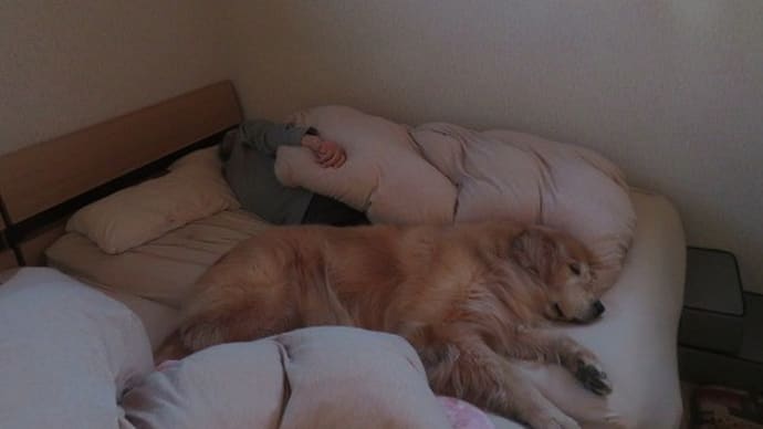 KAIの狂犬病予防接種に行ってきました
