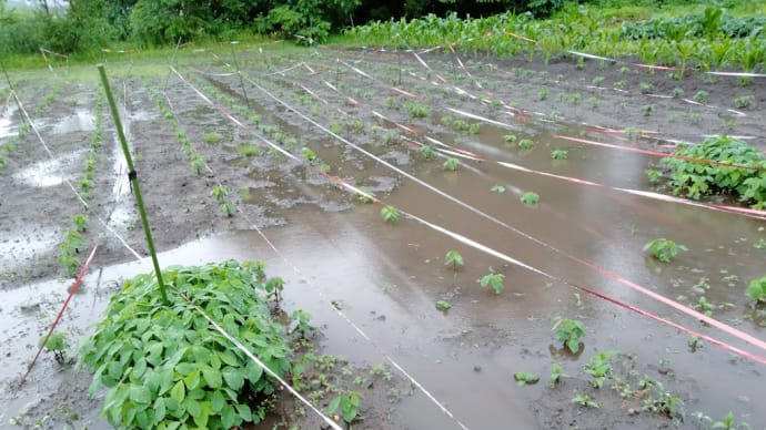 追われ、追われて大豆の補植！