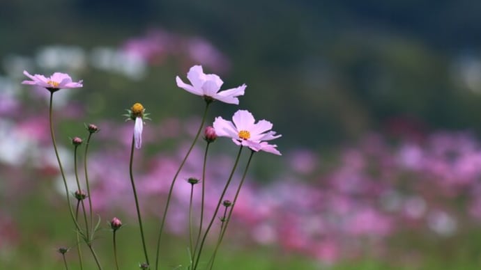 神の領域である“寿命”をコントロールできます。