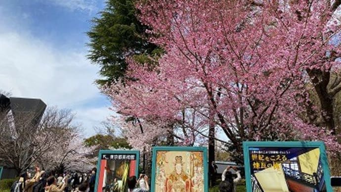 2022桜2