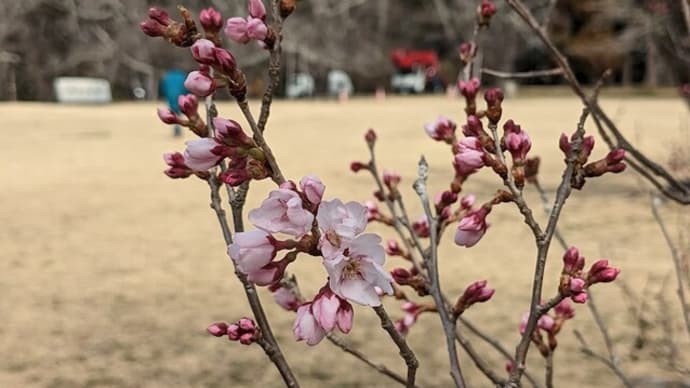 桜が咲き始めた三神峯公園