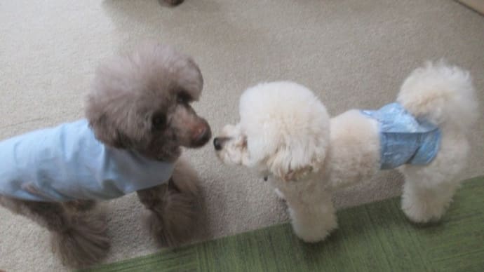 2023/04/11 犬の幼稚園BuddyDog