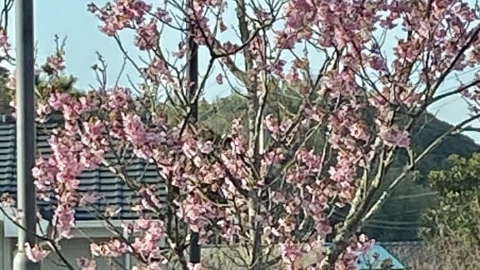 花・気になる