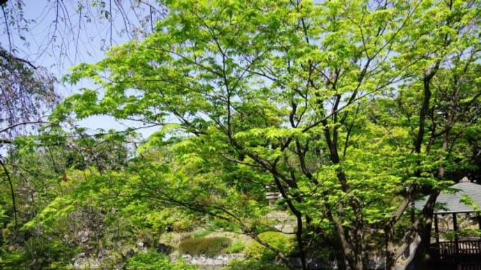 2024年 4月15日(月)の「豊島区立目白庭園」