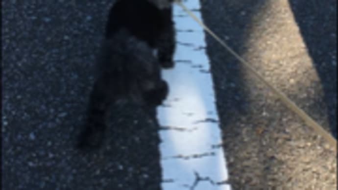 ひとり暮らし始まりました