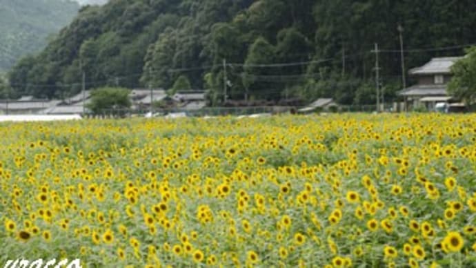 ひまわり柚遊農園2019(5)