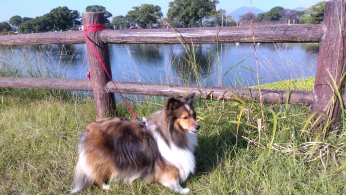 上江津湖へ散歩に行きました🐶