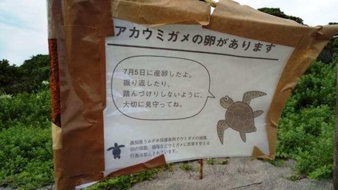 ウミガメの産卵~桜浜