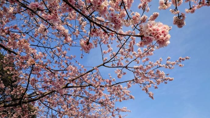 安行桜、川口元郷駅前の