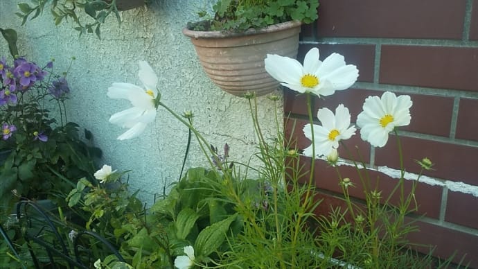 秋のお花♪