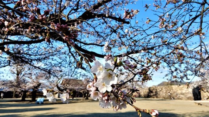 2020・4・5 長野市松代町は真田十万石城下町。松代城址に桜咲く。