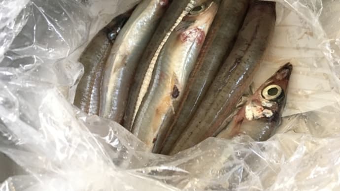 沖うるめ(^.^)深海魚?