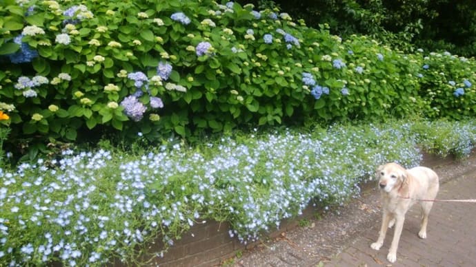 久里浜花の国