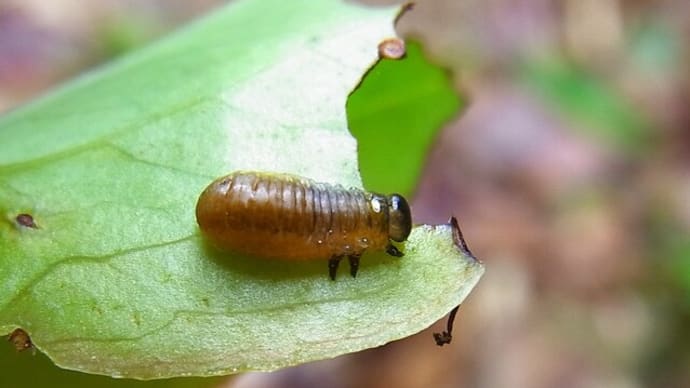 アカクビボソハムシ幼虫&キイロクビナガハムシかな?:本日もハムシリーズ第八弾