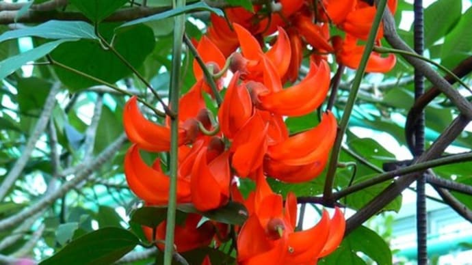 草津市立水生植物公園みずの森 2010