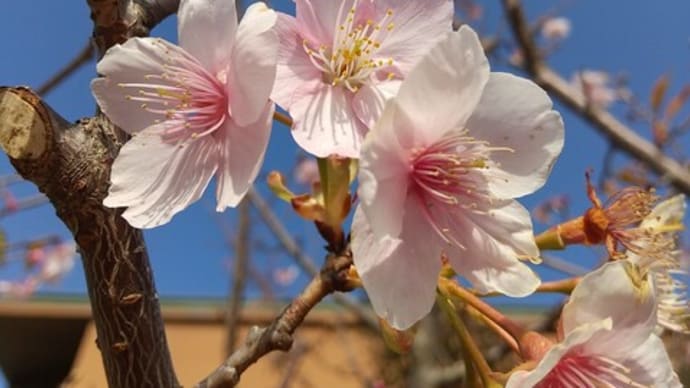 冬の桜二種
