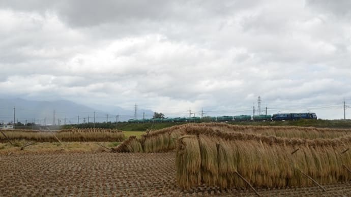 本日の撮影 倒れたはぜ掛けと中央東線貨物2080レより
