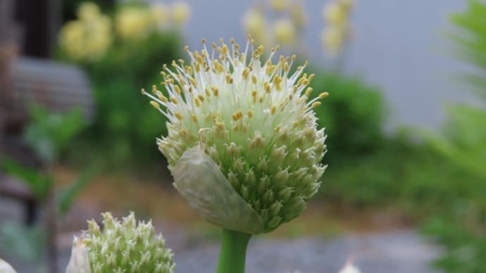 こぼれ種の青紫蘇の芽