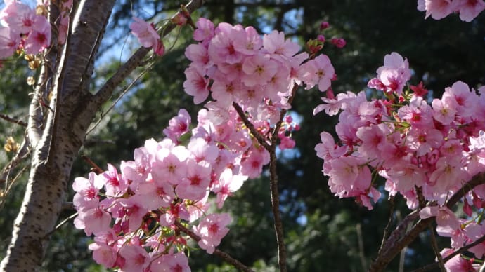桜の名所が沢山あるけれど~