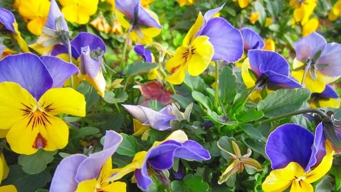 春の嵐・大蒜の芽