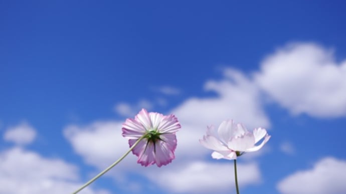 コスモスの花