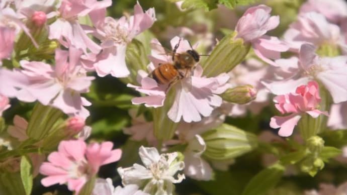 森林公園　カラーリーフガーデンの花壇はお花が一面　　　9