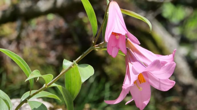 梅雨入り後の六甲高山植物園（PartⅡ）