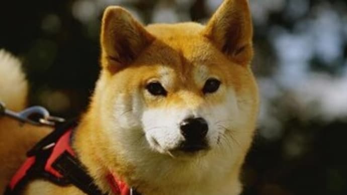 犬のしつけ方教室6月 お申込み受付中🐾