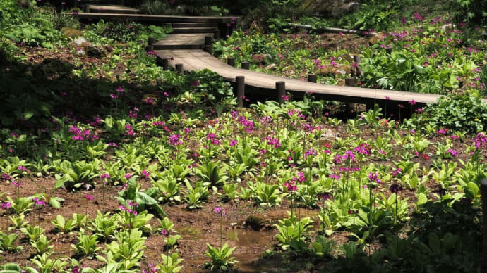 ヒマラヤの青いケシの花が咲いた六甲高山植物園を訪ねて(PartⅡ)