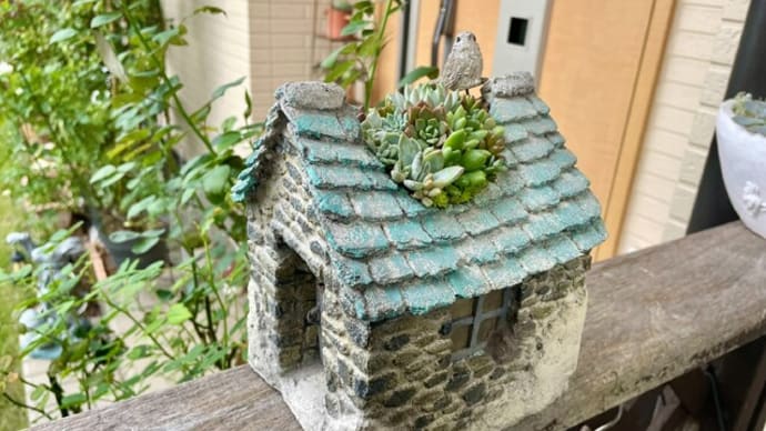 連日、多肉の寄せ植えの仕立て直しをしています