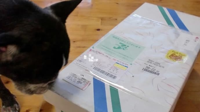 おっきなメロンが届いたよ