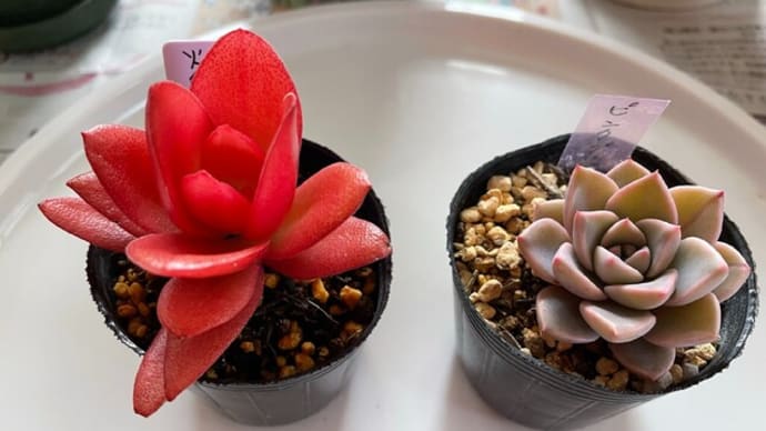 多肉の植え替え&寄せ植えのメンテ