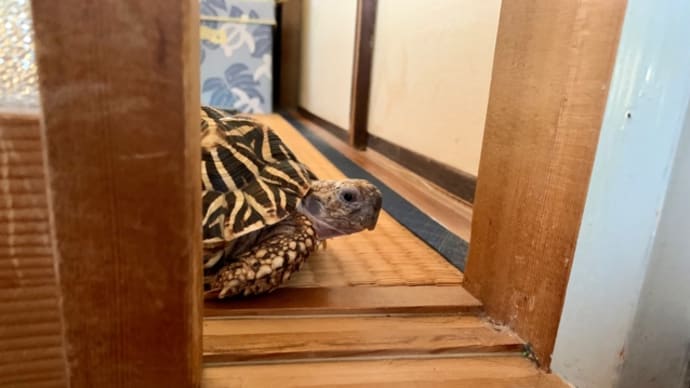 ☆ホシガメ☆あくびからの……ｼﾀﾀﾀｯ ﾍ(*¨)ﾉ
