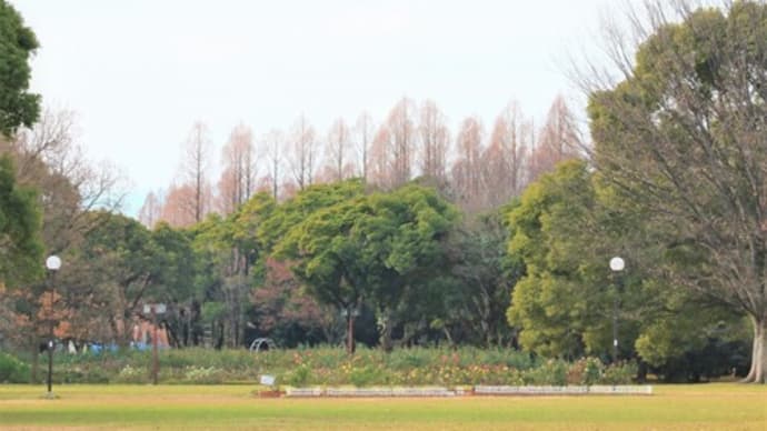 ロウバイ（蝋梅）の開花情報　庄内緑地公園