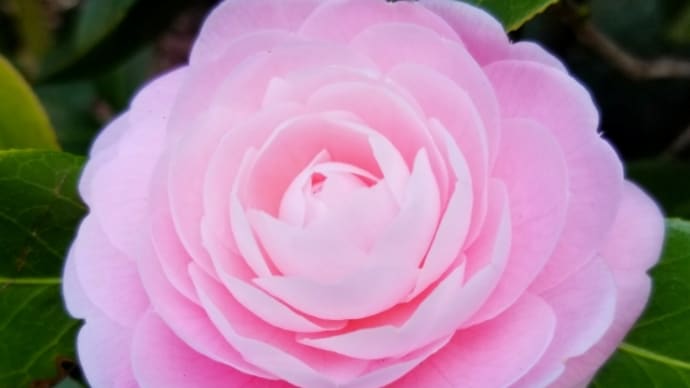 優しさの花束❀.*・゚