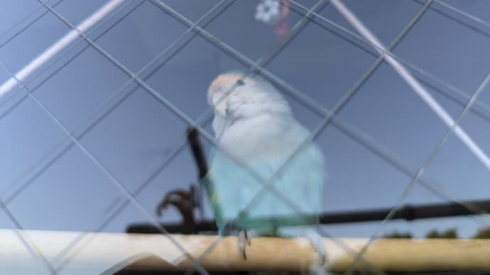 蒼クンと🦜豊島屋さんのお話🕊️