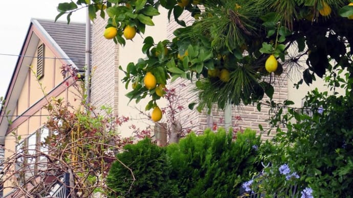 そのブラ散歩は、レモンの実が見えるお家から始まった！