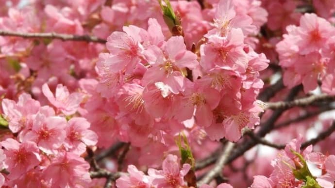 水中ウォーキングの後は河津桜を見て、腹ごしらえ