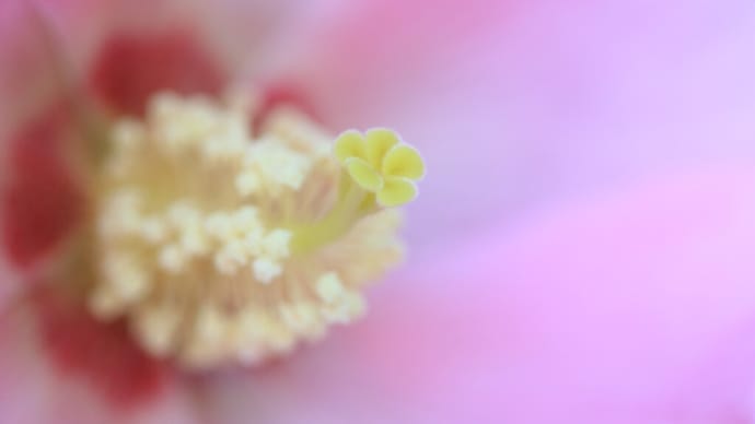「芙蓉/ふよう×5枚 2/2。」