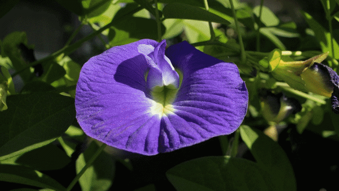 マメ科の花たち ー 蝶形花について