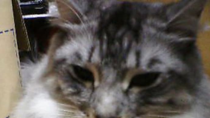 うるのまつ毛特集