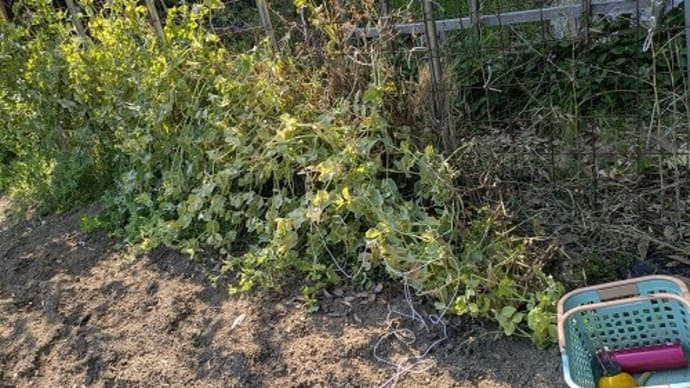 次の野菜作りのために前の野菜収穫後の後片付け
