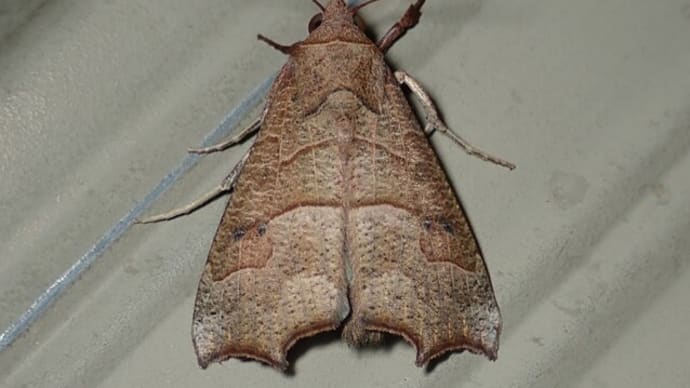 アカキリバ