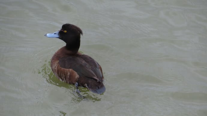 お久しぶりの池の鳥たち、花たち