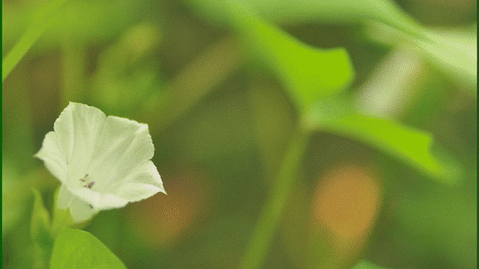 夕方の散歩途中の空地で、「マメアサガオ」の清楚な花が雑草に絡みついて咲いているのに気付いて・・・