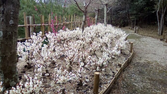 楓池の紅白梅の盆栽