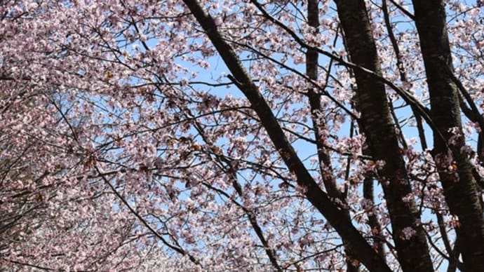 岩木山麓の桜のネックレスロード、ザゼンソウ、野鳥