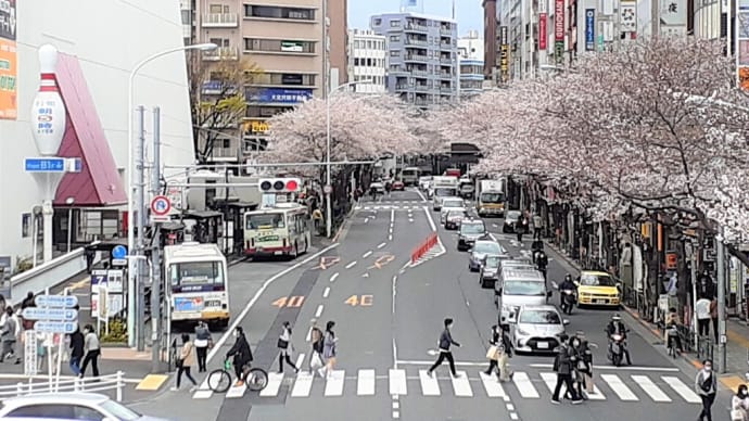 東京・街の一コマ　：　中野通りの桜