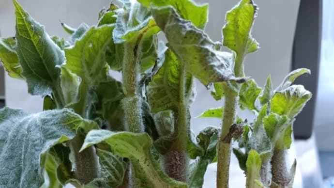 世界三大健康野菜の一つ<ヤーコン>植え付け 高城商店・タカギの畑に