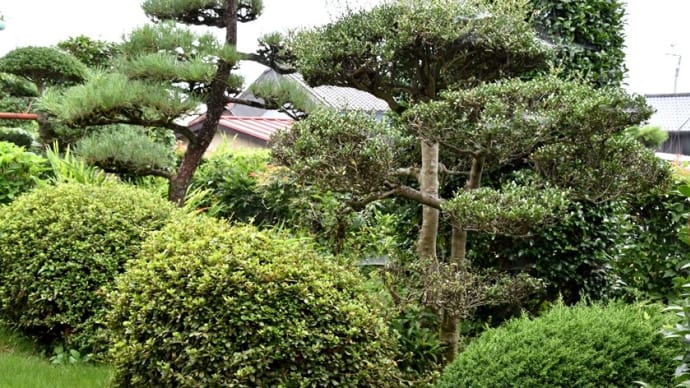 やっと庭の草刈り・・・